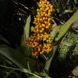 A_aenigmatica JCR2005 (5)