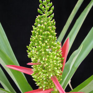 Aechema aenigmatica JCR2005 Foto A (33)