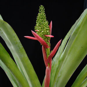 Aechema aenigmatica JCR2005 Foto A (41)