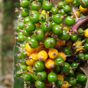 Aechema aenigmatica JCR2005 Foto A (81)