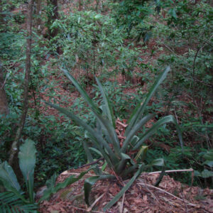 Aechema aenigmatica JCR2005 Foto A (83)