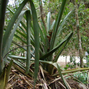 Aechema aenigmatica JCR2005 Foto A (84)