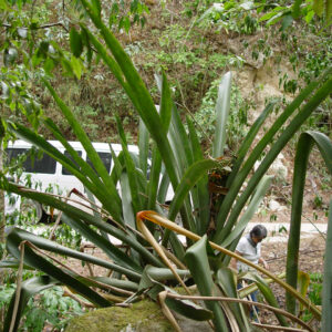 Aechema aenigmatica JCR2005 Foto A (87)