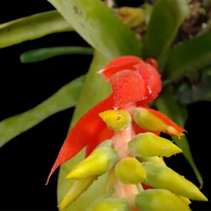 A_nudic_acerflor1_AE