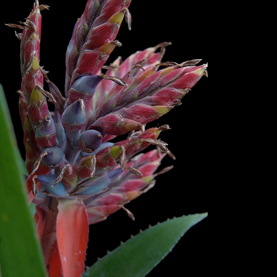 A_tilland_plant_AE