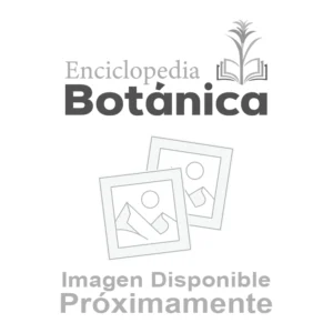 Imagen Proximamente Enciclopedia Botánica
